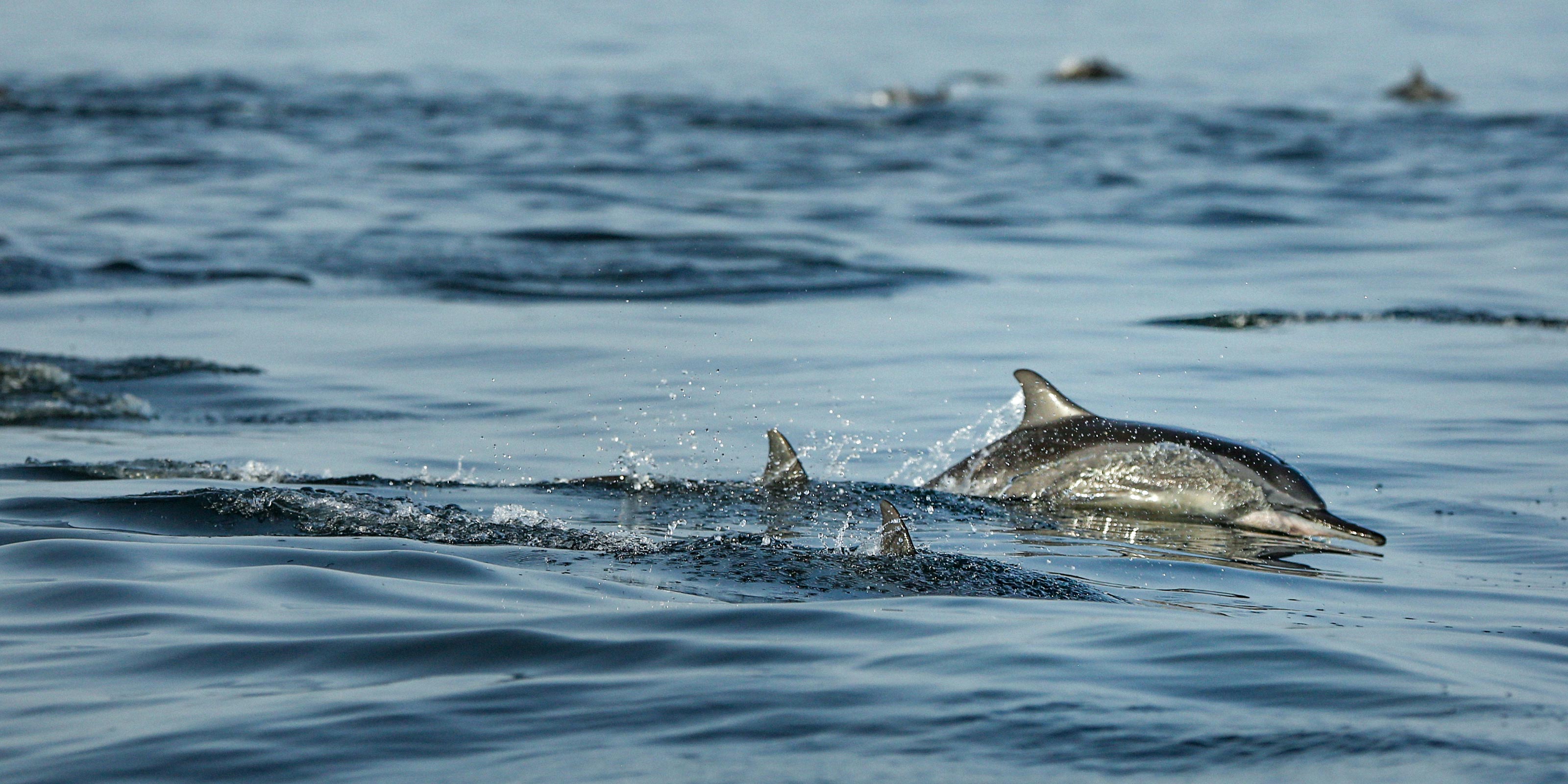 Delfine während der Angeltour im Oman/Muscat